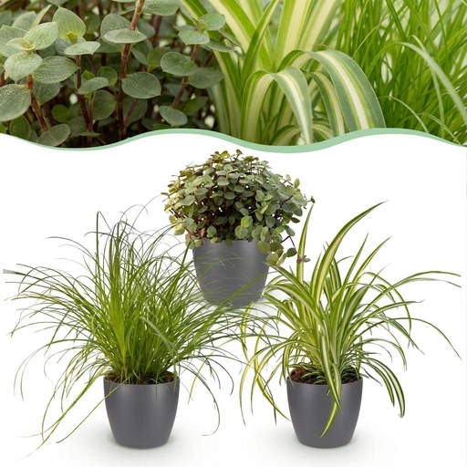 "Zimmerpflanze - Cyperus - Calissia - Chlorophytum - Mix aus 3 - Haustierfreundliche Pflanzen - Grün - 3 Pflanzen - mit Potter Grau - Topf 12cm - Höhe 20cm image"
