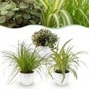 Zimmerpflanze - Cyperus - Calissia - Chlorophytum - Mix aus 3 - Haustierfreundliche Pflanzen - Grün - 3 Pflanzen - mit Potter Weiß - Topf 12cm - Höhe 20cm