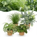 Zimmerpflanze - Chlorophytum - Cyperus - Phlebodium - Marantha - Mix aus 4 - Haustierfreundliche Pflanzen - Grün - 4 Pflanzen - mit Korb - Topf 12cm - Höhe 25cm