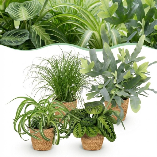 "Zimmerpflanze - Chlorophytum - Cyperus - Phlebodium - Marantha - Mix aus 4 - Haustierfreundliche Pflanzen - Grün - 4 Pflanzen - mit Korb - Topf 12cm - Höhe 25cm image"