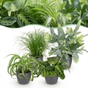 Zimmerpflanze - Chlorophytum - Cyperus - Phlebodium - Marantha - Mix aus 4 - Haustierfreundliche Pflanzen - Grün - 4 Pflanzen - mit Potter Grau - Topf 12cm - Höhe 25cm