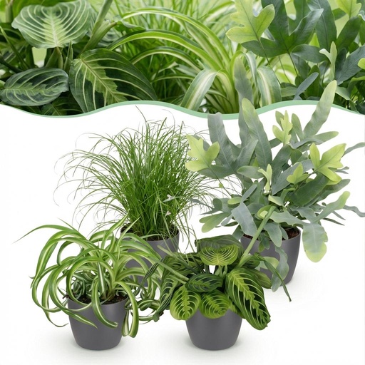 "Zimmerpflanze - Chlorophytum - Cyperus - Phlebodium - Marantha - Mix aus 4 - Haustierfreundliche Pflanzen - Grün - 4 Pflanzen - mit Potter Grau - Topf 12cm - Höhe 25cm image"