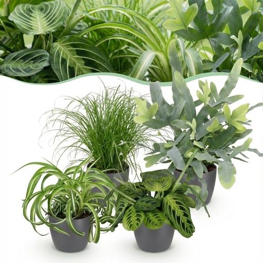 "Tierfreundlicher Zimmerpflanzen-Mix 4er-Set (Chlorophytum, Cyperus, Phlebodium, Maranta) – Topf-Ø 12 cm, Höhe ca. 25 cm, im grauen Übertopf image"