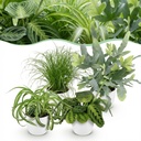 Zimmerpflanze - Chlorophytum - Cyperus - Phlebodium - Marantha - Mix aus 4 - Haustierfreundliche Pflanzen - Grün - 4 Pflanzen - mit Potter Weiß - Topf 12cm - Höhe 25cm