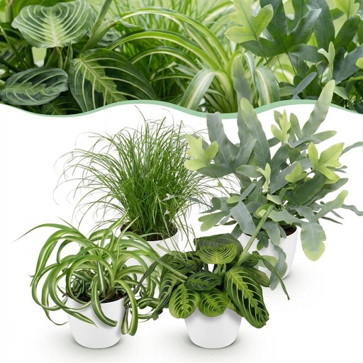 "Zimmerpflanze - Chlorophytum - Cyperus - Phlebodium - Marantha - Mix aus 4 - Haustierfreundliche Pflanzen - Grün - 4 Pflanzen - mit Potter Weiß - Topf 12cm - Höhe 25cm image"