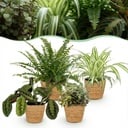 Zimmerpflanze - Chlorophytum - Maranta - Calissia - Nephrolepsis - Mix aus 4 - Haustierfreundliche Pflanzen - Grün - 4 Pflanzen - mit Korb - Topf 12cm - Höhe 25cm