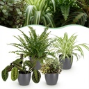 Zimmerpflanze - Chlorophytum - Maranta - Calissia - Nephrolepsis - Mix aus 4 - Haustierfreundliche Pflanzen - Grün - 4 Pflanzen - mit Potter Grau - Topf 12cm - Höhe 25cm