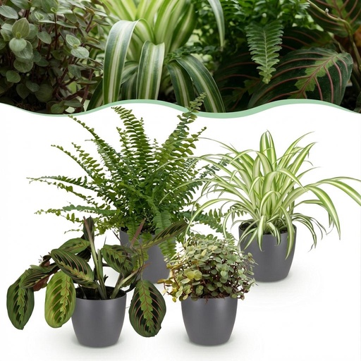 "Zimmerpflanze - Chlorophytum - Maranta - Calissia - Nephrolepsis - Mix aus 4 - Haustierfreundliche Pflanzen - Grün - 4 Pflanzen - mit Potter Grau - Topf 12cm - Höhe 25cm image"