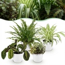 Zimmerpflanze - Chlorophytum - Maranta - Calissia - Nephrolepsis - Mix aus 4 - Haustierfreundliche Pflanzen - Grün - 4 Pflanzen - mit Potter Weiß - Topf 12cm - Höhe 25cm