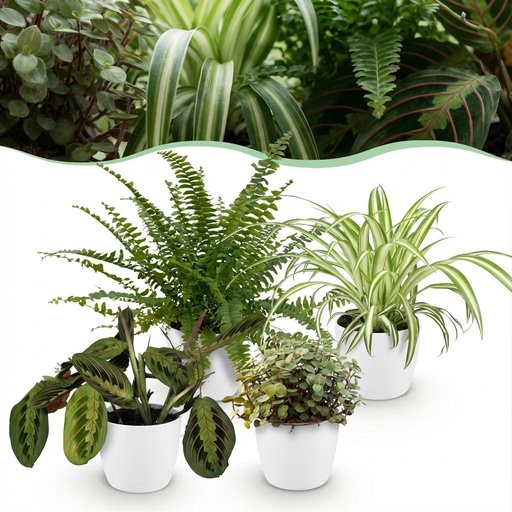 "Zimmerpflanze - Chlorophytum - Maranta - Calissia - Nephrolepsis - Mix aus 4 - Haustierfreundliche Pflanzen - Grün - 4 Pflanzen - mit Potter Weiß - Topf 12cm - Höhe 25cm image"