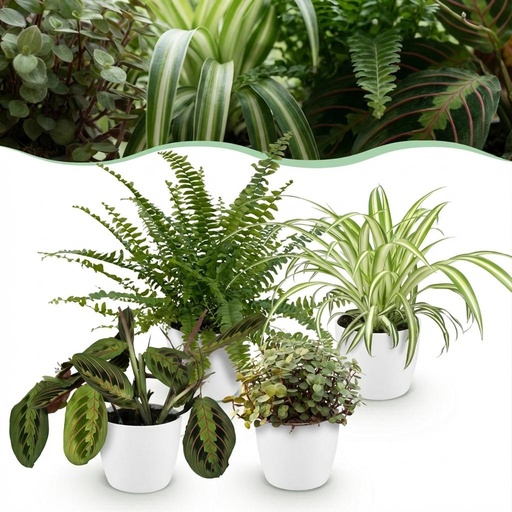 "Tierfreundlicher Zimmerpflanzen-Mix 4er-Set (Chlorophytum, Maranta, Callisia, Nephrolepis) – Topf-Ø 12 cm, Höhe ca. 25 cm, im weißen Übertopf image"