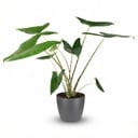 Zimmerpflanze - Elefantenohr - Alocasia Zebrina - Grün - Pflegeleicht - 1 Pflanze - mit Potter Grau - Topf 21 cm - Höhe 70 - 75 cm