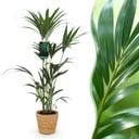 Zimmerpflanze - Howea Forsteriana - Kentia-Palme - Wenig Pflege - Grün - 1 Pflanze - mit Korb - Topf 21cm - Höhe 120-130cm