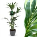 Zimmerpflanze - Howea Forsteriana - Kentia-Palme - Wenig Pflege - Grün - 1 Pflanze - mit Potter Grau - Topf 21cm - Höhe 120-130cm