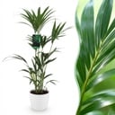 Zimmerpflanze - Howea Forsteriana - Kentia-Palme - Wenig Pflege - Grün - 1 Pflanze - mit Potter Weiß - Topf 21cm - Höhe 120-130cm