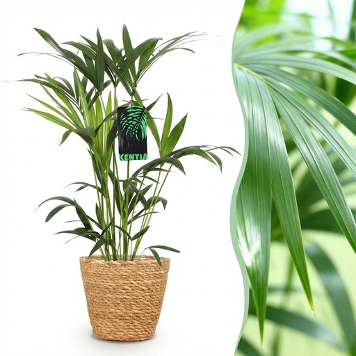 "Zimmerpflanze - Howea Forsteriana - Kentia Palme - Wenig Pflege - Grün - 1 Pflanze - mit Korb - Topf 19cm - Höhe 80-85cm image"