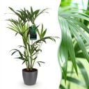 Zimmerpflanze - Howea Forsteriana - Kentia Palme - Wenig Pflege - Grün - 1 Pflanze - mit Potter Grau - Topf 19cm - Höhe 80-85cm