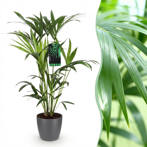 "Zimmerpflanze - Howea Forsteriana - Kentia Palme - Wenig Pflege - Grün - 1 Pflanze - mit Potter Grau - Topf 19cm - Höhe 80-85cm image"