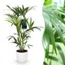 Zimmerpflanze - Howea Forsteriana - Kentia Palme - Wenig Pflege - Grün - 1 Pflanze - mit Potter Weiß - Topf 19cm - Höhe 80-85cm