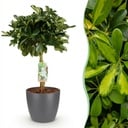 Zimmerpflanzen - Schefflera Gold Capelle - Fingerbaum - Wenig Pflege - Grün - Gold - 1 Pflanze - mit Potter Grau - Topf 21cm - Höhe 70-81cm