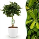 Zimmerpflanzen - Schefflera Gold Capelle - Fingerbaum - Wenig Pflege - Grün - Gold - 1 Pflanze - mit Potter Weiß - Topf 21cm - Höhe 70-81cm