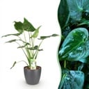 Zimmerpflanzen - Alocasia Cucullata - Buddha-Hand - Wenig Pflege - Grün - 1 Pflanze - mit Potter Grau - Topf 21cm - Höhe 65-70cm