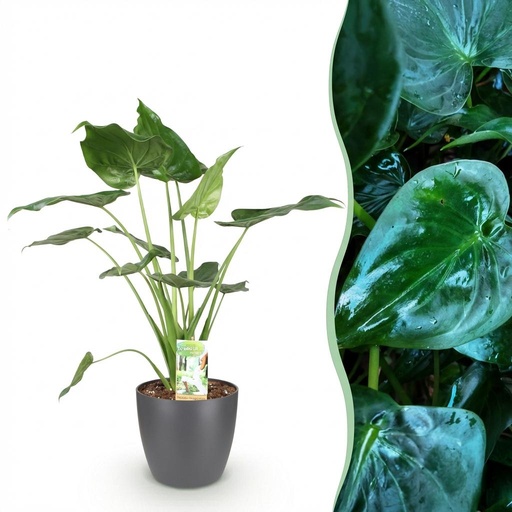"Zimmerpflanzen - Alocasia Cucullata - Buddha-Hand - Wenig Pflege - Grün - 1 Pflanze - mit Potter Grau - Topf 21cm - Höhe 65-70cm image"