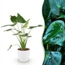 Zimmerpflanzen - Alocasia Cucullata - Buddha-Hand - Wenig Pflege - Grün - 1 Pflanze - mit Potter Weiß - Topf 21cm - Höhe 65-70cm