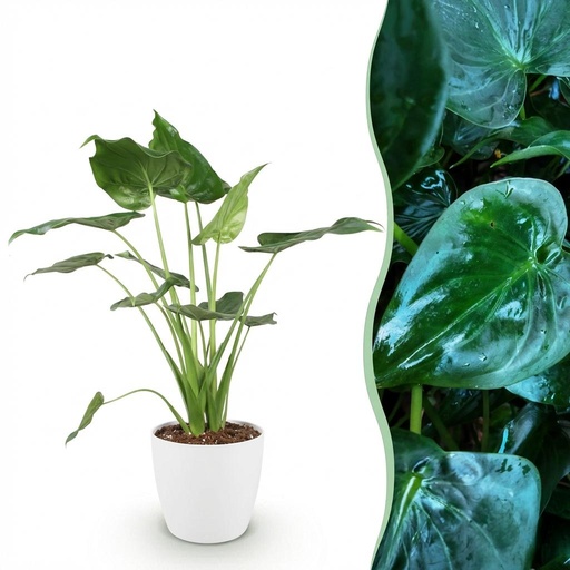 "Zimmerpflanzen - Alocasia Cucullata - Buddha-Hand - Wenig Pflege - Grün - 1 Pflanze - mit Potter Weiß - Topf 21cm - Höhe 65-70cm image"