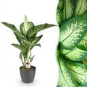 Zimmerpflanzen - Diefenbachia Tropic Snow - Dieffenbachia - Wenig Pflege - mit Potter Grau - Bunt - 1 Pflanze - mit Potter Grau - Topf 21cm - Höhe 90-100cm