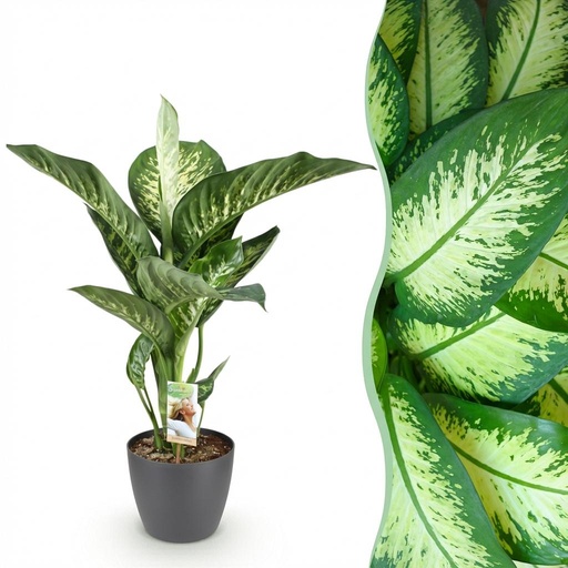 "Zimmerpflanzen - Diefenbachia Tropic Snow - Dieffenbachia - Wenig Pflege - mit Potter Grau - Bunt - 1 Pflanze - mit Potter Grau - Topf 21cm - Höhe 90-100cm image"