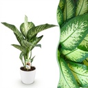 Zimmerpflanzen - Diefenbachia Tropic Snow - Dieffenbachia - Wenig Pflege - mit Potter Weiß - Bunt - 1 Pflanze - mit Potter Weiß - Topf 21cm - Höhe 90-100cm
