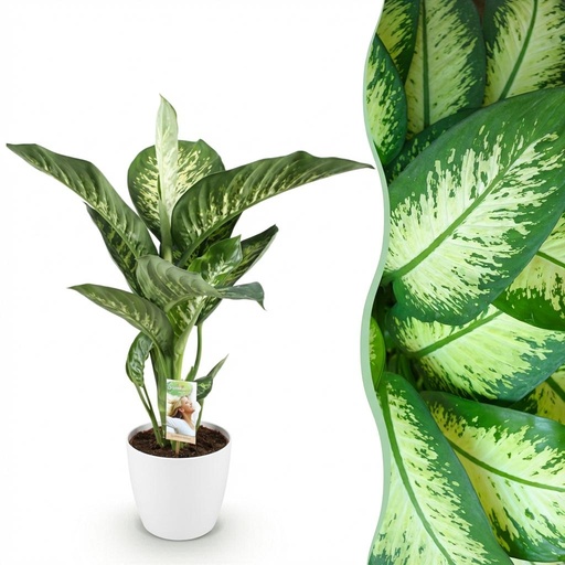 "Zimmerpflanzen - Diefenbachia Tropic Snow - Dieffenbachia - Wenig Pflege - mit Potter Weiß - Bunt - 1 Pflanze - mit Potter Weiß - Topf 21cm - Höhe 90-100cm image"