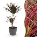 Zimmerpflanzen - Dracaena Magenta - Drachenblutbaum - Wenig Pflege - mit Potter Grau - Rot - 1 Pflanze - mit Potter Grau - Topf 21cm - Höhe 90-100cm