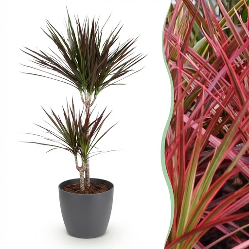 "Zimmerpflanzen - Dracaena Magenta - Drachenblutbaum - Wenig Pflege - mit Potter Grau - Rot - 1 Pflanze - mit Potter Grau - Topf 21cm - Höhe 90-100cm image"