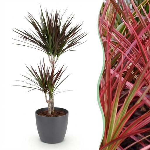 "Zimmerpflanzen - Dracaena Magenta - Drachenblutbaum - Wenig Pflege - mit Potter Grau - Rot - 1 Pflanze - mit Potter Grau - Topf 21cm - Höhe 90-100cm image"