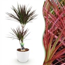 Zimmerpflanzen - Dracaena Magenta - Drachenblutbaum - Wenig Pflege - mit Potter Weiß - Rot - 1 Pflanze - mit Potter Weiß - Topf 21cm - Höhe 90-100cm