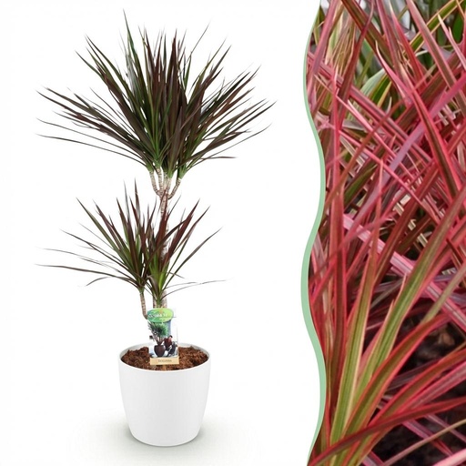"Zimmerpflanzen - Dracaena Magenta - Drachenblutbaum - Wenig Pflege - mit Potter Weiß - Rot - 1 Pflanze - mit Potter Weiß - Topf 21cm - Höhe 90-100cm image"
