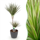 Zimmerpflanzen - Dracaena Marginata Bicolor - Drachenbaum - Pflegeleicht - Grün - Braun - 1 Pflanze - mit Potter Grau - Topf 21cm - Höhe 90-100cm