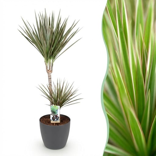 "Drachenbaum 'Bicolor' (Dracaena marginata) – pflegeleichte Zimmerpflanze, im grauen Übertopf, Topf-Ø 21 cm, Höhe ca. 90–100 cm image"