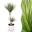 Zimmerpflanzen - Dracaena Marginata Bicolor - Drachenbaum - Pflegeleicht - Grün - Braun - 1 Pflanze - mit Potter Weiß - Topf 21cm - Höhe 90-100cm