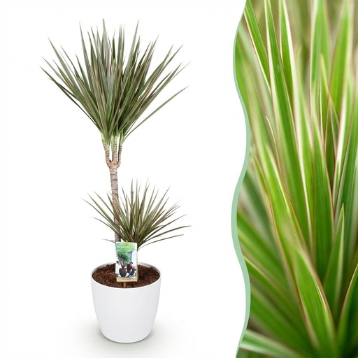 "Zimmerpflanzen - Dracaena Marginata Bicolor - Drachenbaum - Pflegeleicht - Grün - Braun - 1 Pflanze - mit Potter Weiß - Topf 21cm - Höhe 90-100cm image"