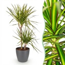 Zimmerpflanzen - Dracaena Sunray - Drachenbaum - Wenig Pflege - Grün - Gelb - 1 Pflanze - mit Potter Grau - Topf 21cm - Höhe 90-100cm