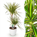 Zimmerpflanzen - Dracaena Sunray - Drachenbaum - Wenig Pflege - Grün - Gelb - 1 Pflanze - mit Potter Weiß - Topf 21cm - Höhe 90-100cm