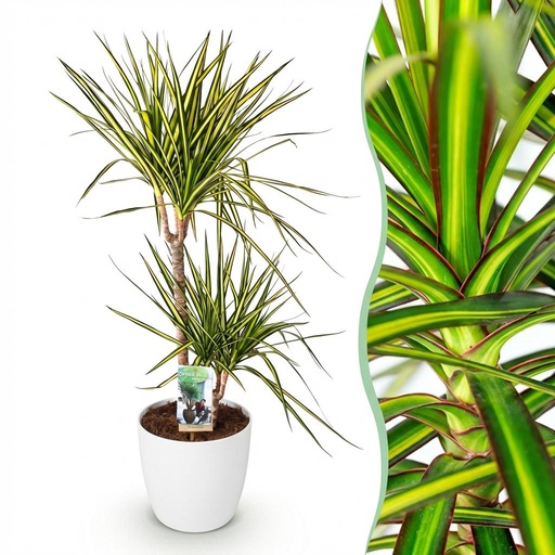 "Zimmerpflanzen - Dracaena Sunray - Drachenbaum - Wenig Pflege - Grün - Gelb - 1 Pflanze - mit Potter Weiß - Topf 21cm - Höhe 90-100cm image"