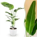 Zimmerpflanzen - Strelitzia Nicolai - Paradiesvogelblume - Geringer Pflegeaufwand - Grün - 1 Pflanze - mit Potter Weiß - Topf 21cm - Höhe 110-120cm