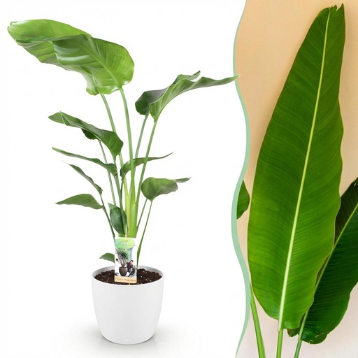 "Zimmerpflanzen - Strelitzia Nicolai - Paradiesvogelblume - Geringer Pflegeaufwand - Grün - 1 Pflanze - mit Potter Weiß - Topf 21cm - Höhe 110-120cm image"