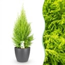 Zimmerpflanzen - Cupressus Gold Crest Wilma - Zimmerkonifere - Wenig Pflege - Grün - 1 Pflanze - mit Potter Grau - Topf 21cm - Höhe 85-95cm
