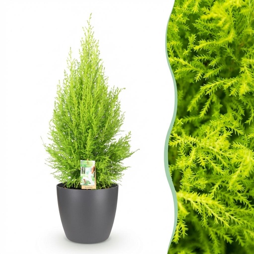 "Zimmerpflanzen - Cupressus Gold Crest Wilma - Zimmerkonifere - Wenig Pflege - Grün - 1 Pflanze - mit Potter Grau - Topf 21cm - Höhe 85-95cm image"