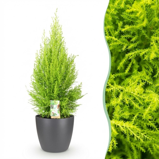 "Monterey-Zypresse 'Gold Crest Wilma' (Cupressus) – bedingt winterharter Nadelbaum, im grauen Übertopf, Topf-Ø 21 cm, Höhe ca. 85–95 cm image"